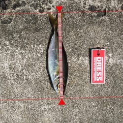 デカアジ釣れまして