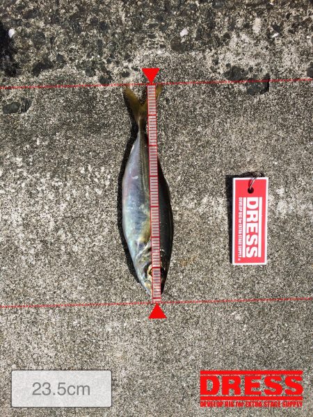 デカアジ釣れまして