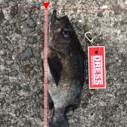 泉南サーフで尺メバルでちゃいました^_^‼️