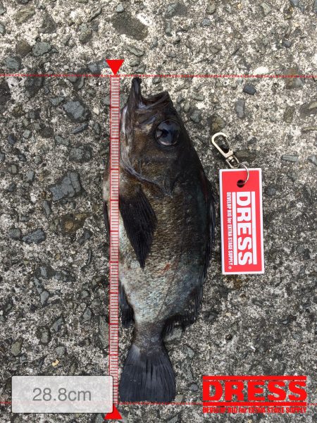 泉南サーフで尺メバルでちゃいました^_^‼️