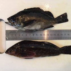 穴釣りでメバル