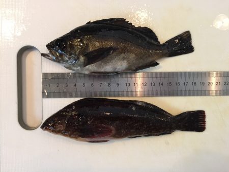 穴釣りでメバル