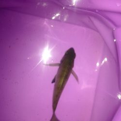 アジ調査のはずがメバル