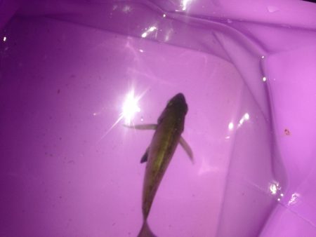 アジ調査のはずがメバル