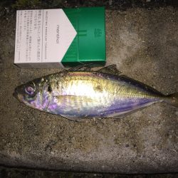 アジ調査！開始からバイト有り‼︎