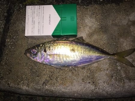 アジ調査！開始からバイト有り‼︎