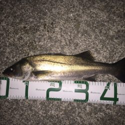 シーバスは上がりましたが……。