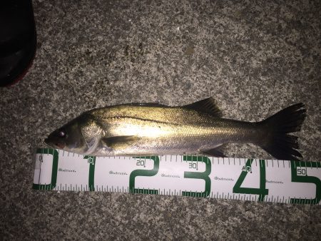 シーバスは上がりましたが……。