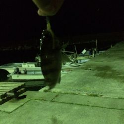 メバリングに行ってきました