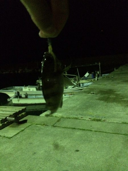 メバリングに行ってきました