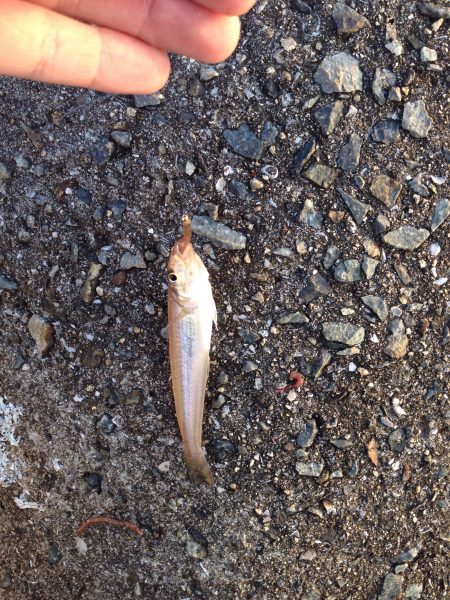 泉南小物釣り