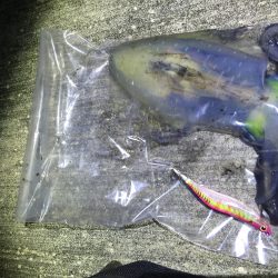 仕事終わりからのエギング