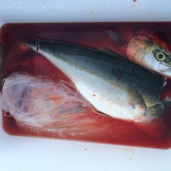 ナブラ大発生！トップゲーム