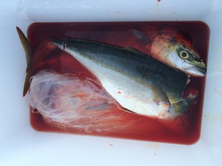 ナブラ大発生！トップゲーム