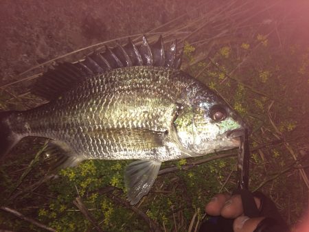 マイポイントでチニング