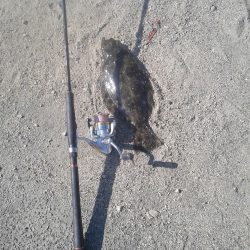 なんと、ヒラメが！