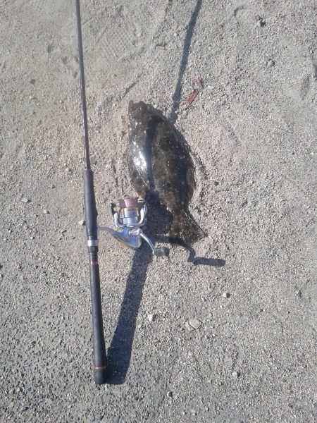 なんと、ヒラメが！