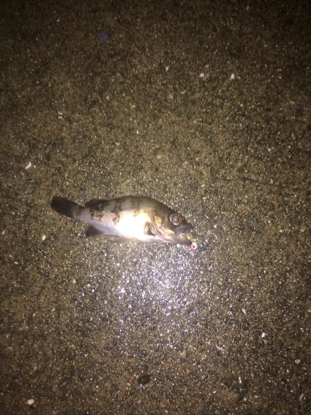 メバリングに行ってきました！