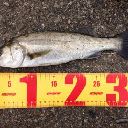 リバーシーバス