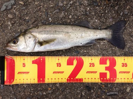 リバーシーバス