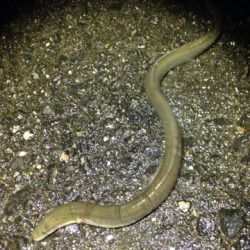 リバーシーバス狙いでウナギ