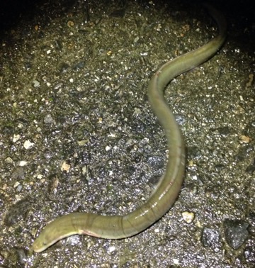 リバーシーバス狙いでウナギ