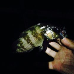 久々にメバリング