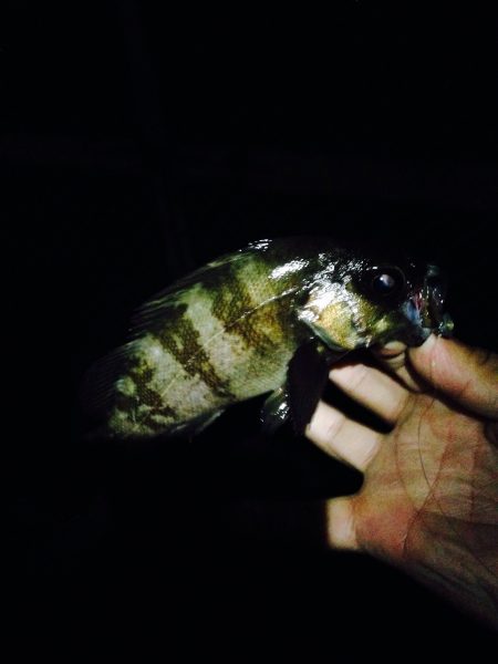 久々にメバリング