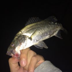 舞鶴湾内ランガン