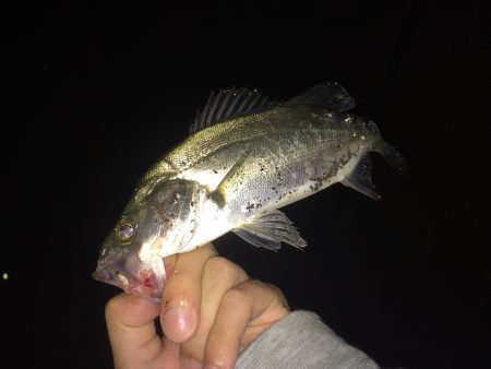 舞鶴湾内ランガン