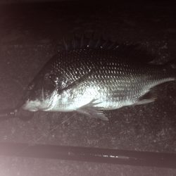 渋かったけど粘って2枚ゲット(チニング)