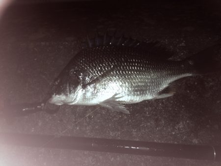 渋かったけど粘って2枚ゲット(チニング)