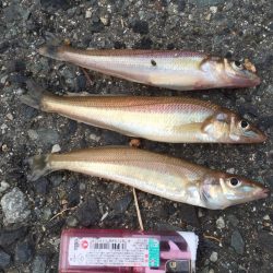 キス⁈開幕か⁈