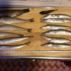 カマスがいい感じ