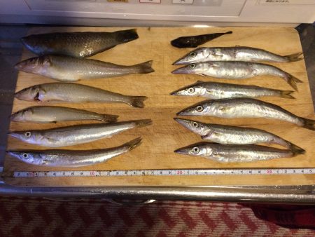 カマスがいい感じ