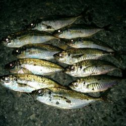 久しぶりのアジ