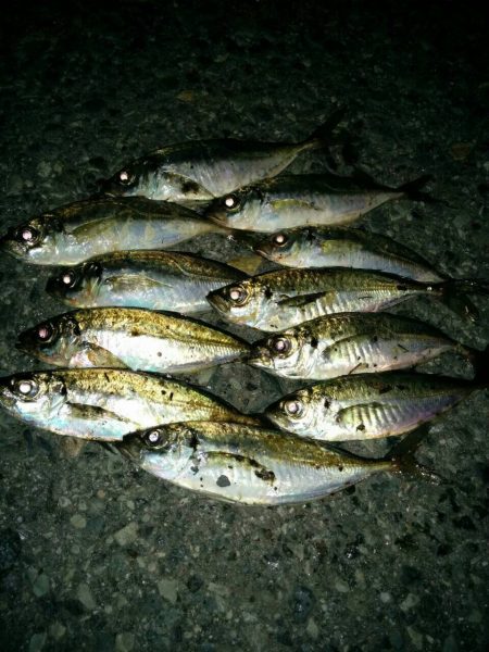 久しぶりのアジ