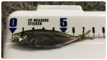 開幕…なのか？笑