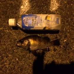 アジング&メバリング