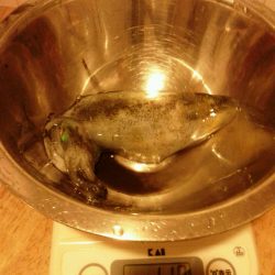 季節外れの新子