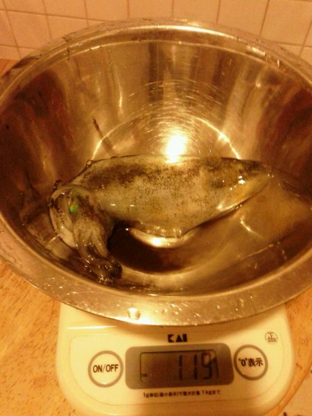 季節外れの新子