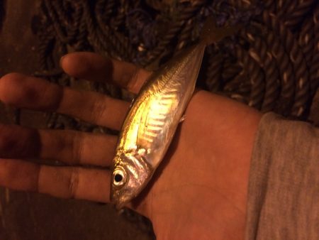 ランガンアジング3日目