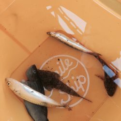 ファミリーフィッシング