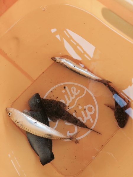 ファミリーフィッシング