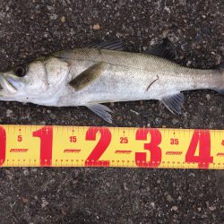 リバーシーバス