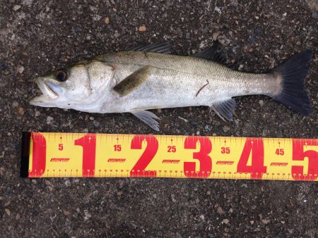 リバーシーバス