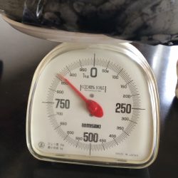 初、親烏賊？？