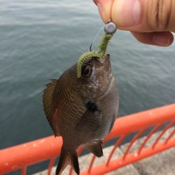 エギングフェスタ2015