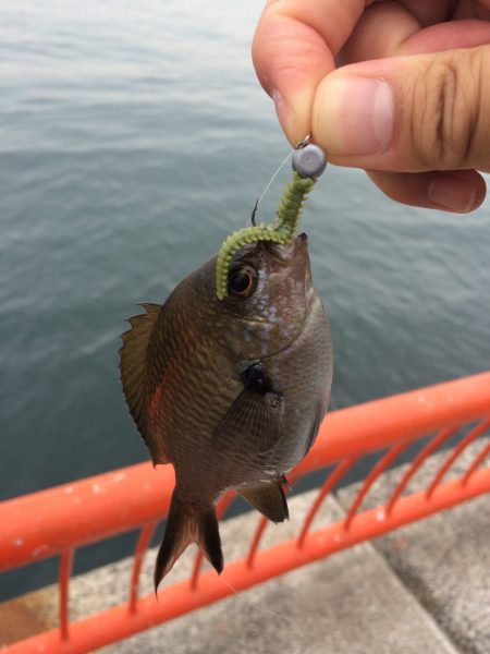 エギングフェスタ2015