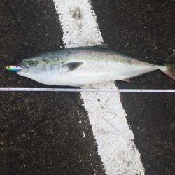 ショアプラッキングにて